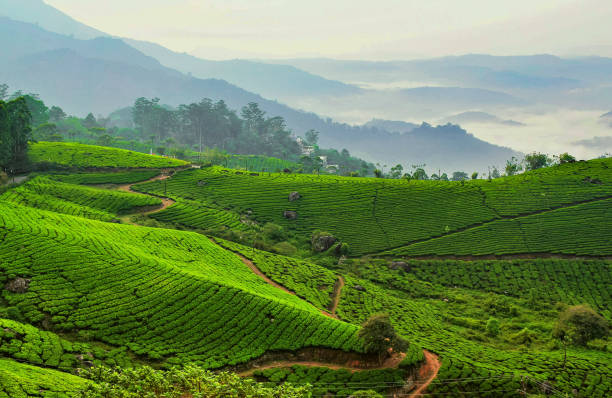 Darjeeling Offbeat Tour/7 Most Beautiful Offbeat places in Darjeeling